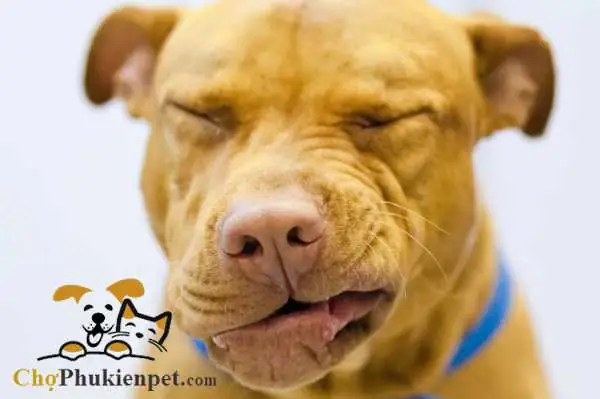 Chó Bị Hắt Xì Do Bệnh Lý