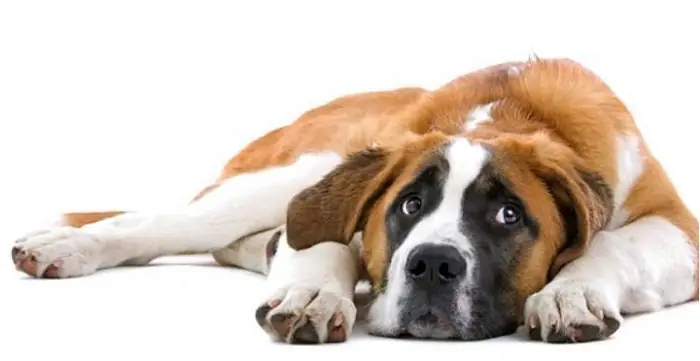 Trường Hợp Nên Mang Chó Bị Nấc Cụt Đến Bác Sĩ Thú Y