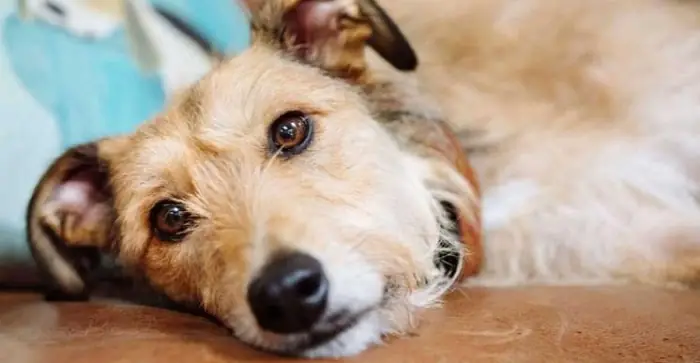 Chó Con Hay Bị Nấc Cụt Hơn Chó Trưởng Thành