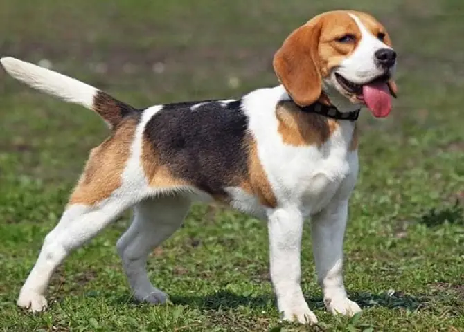 Dấu Hiệu Nhận Biết Chó Bị Nấc Cụt