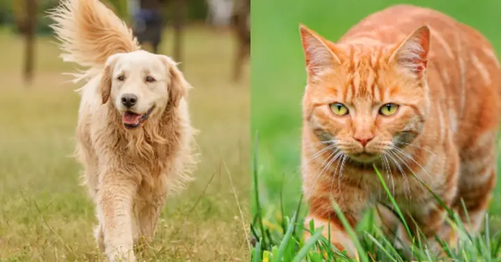 Vì Sao Mèo Thích Ăn Thịt Chuột?