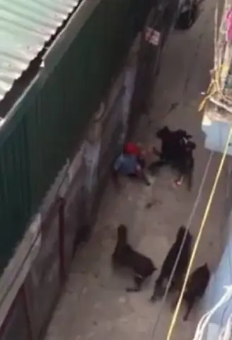 Giống Chó Hung Dữ Cắn Xé Chủ Nhân Ở Hà Nội Nguy Hiểm Mức Nào? Ảnh 1 Giống Chó Hung Dữ Cắn Xé Chủ Nhân Ở Hà Nội Nguy Hiểm Mức Nào? Ảnh 1