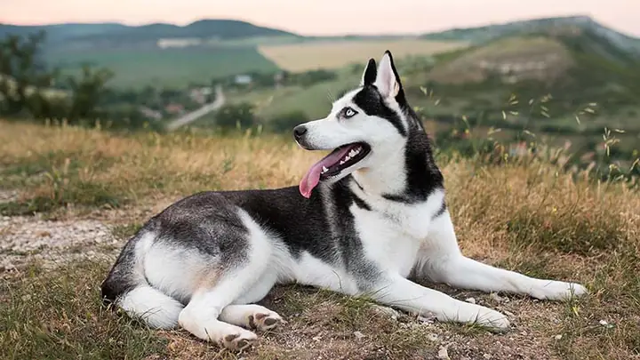 Cách Huấn Luyện Husky Lành Tính