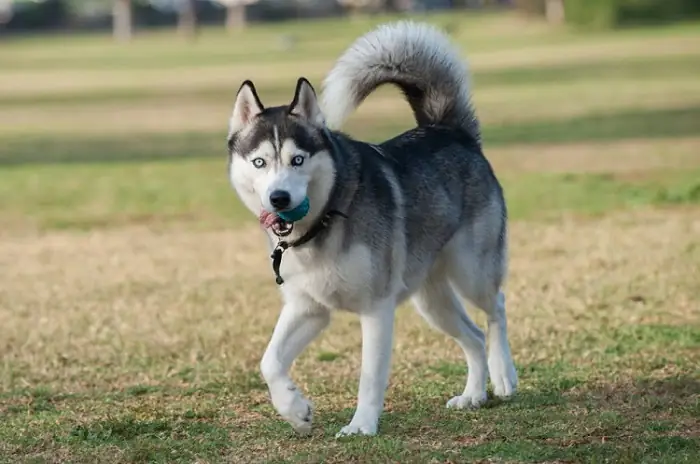 Husky Là Giống Chó Cảnh Khá Ồn Ào