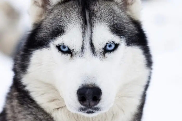 Tại Sao Cần Tìm Hiểu Tính Khí Của Chó Husky?