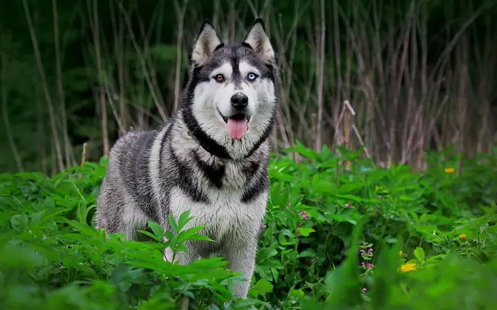 Tổng Quan Về Chó Husky