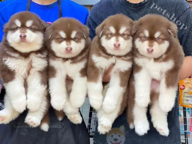 Giá Bán Chó Alaska Thuần Chủng Trên Thị Trường