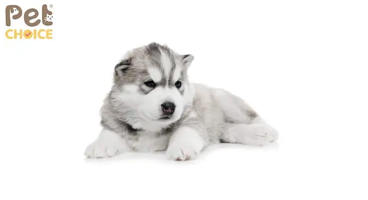 Vậy Chó Alaska Giá Rẻ Dưới 500k Là Chó Gì?