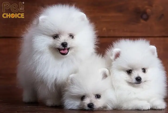 Các Loại Chó Cảnh Giá Rẻ Dưới 500k Mà Bạn Có Thể Tham Khảo