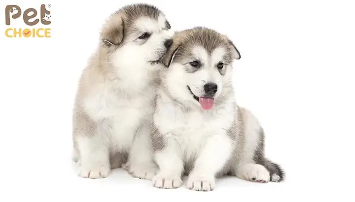 Lý Do Không Nên Mua Chó Alaska Giá Rẻ Dưới 500k