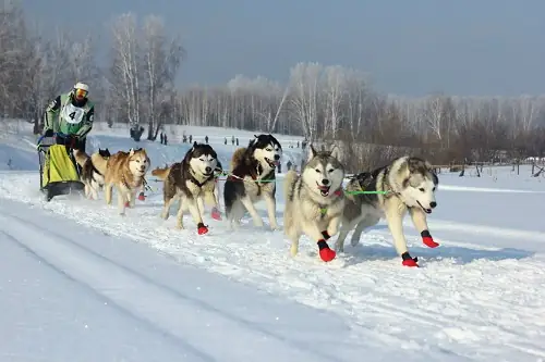 Giống Chó Husky Lai Và Những Câu Chuyện Xúc Động