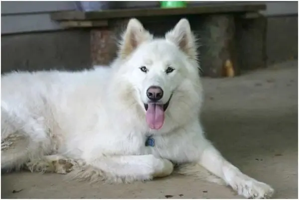 Chó Husky Lai Samoyed Chó Husky Lai Samoyed