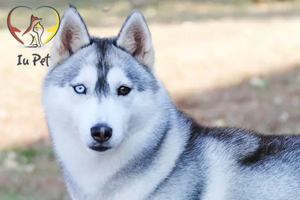 Chó Husky 2 Màu Mắt