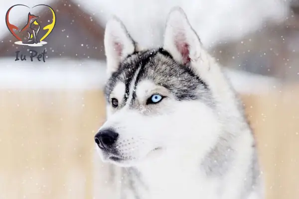 Nguồn Gốc Của Chó Husky 2 Màu Mắt