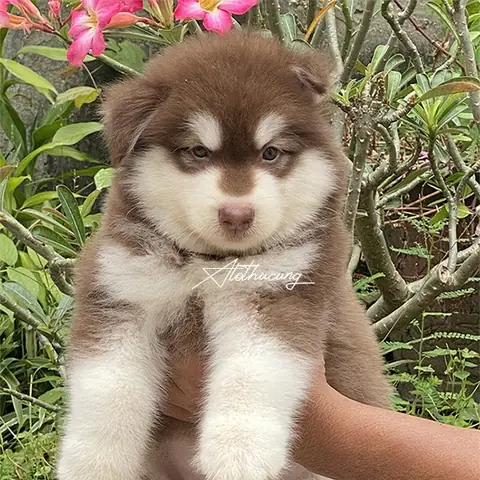 Husky Màu Nâu Đỏ: Đặc Điểm, Chăm Sóc Và Bí Mật Về Vẻ Đẹp Hoang Dã