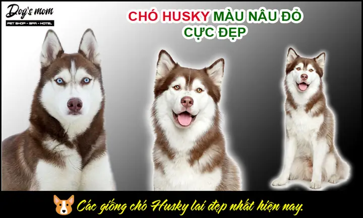 Husky Màu Nâu Đỏ: Đặc Điểm, Chăm Sóc Và Bí Mật Về Vẻ Đẹp Hoang Dã