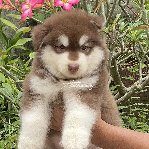 Husky Màu Nâu Đỏ: Đặc Điểm, Chăm Sóc Và Bí Mật Về Vẻ Đẹp Hoang Dã