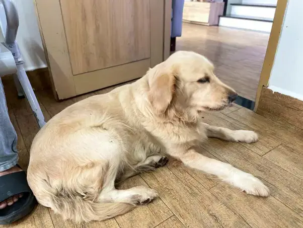 Chăm Sóc Husky Sibir Để Kéo Dài Tuổi Thọ