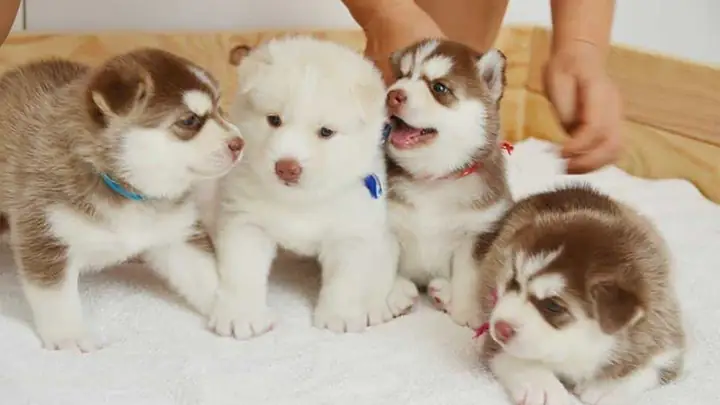 Với Chó Husky 1- 2 Tháng Tuổi