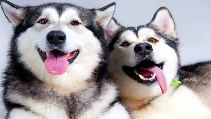 Với Chó Husky Từ 3-6 Tháng Tuổi
