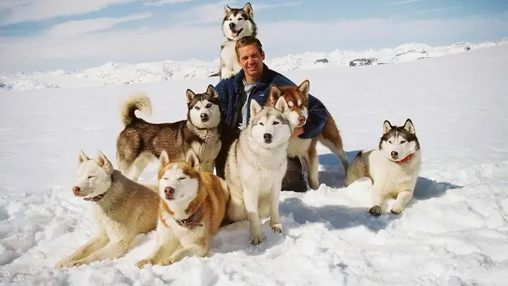 1chó Husky Là Chó Gì?