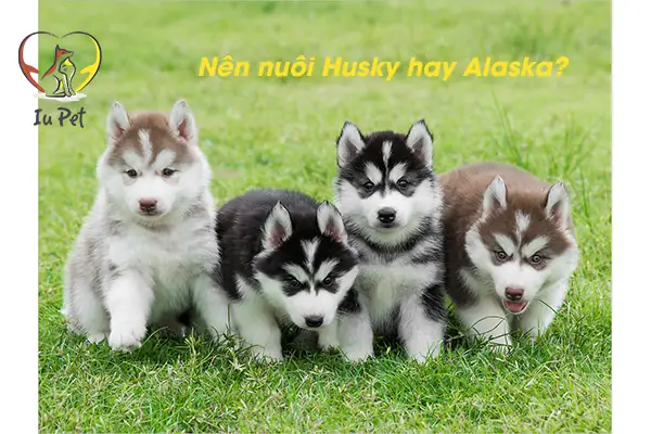 Điểm Giống Nhau Giữa Chó Husky Hay Alaska