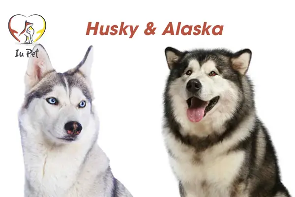 Nên Nuôi Chó Husky Hay Alaska