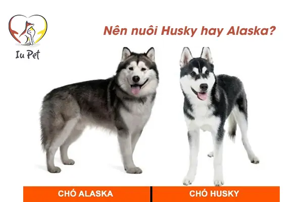 Điểm Khác Biệt Giữa Chó Husky Hay Alaska