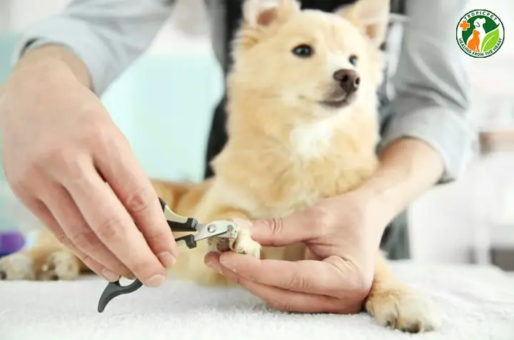 Một Số Sự Thật Thú Vị Về Bàn Chân Chó