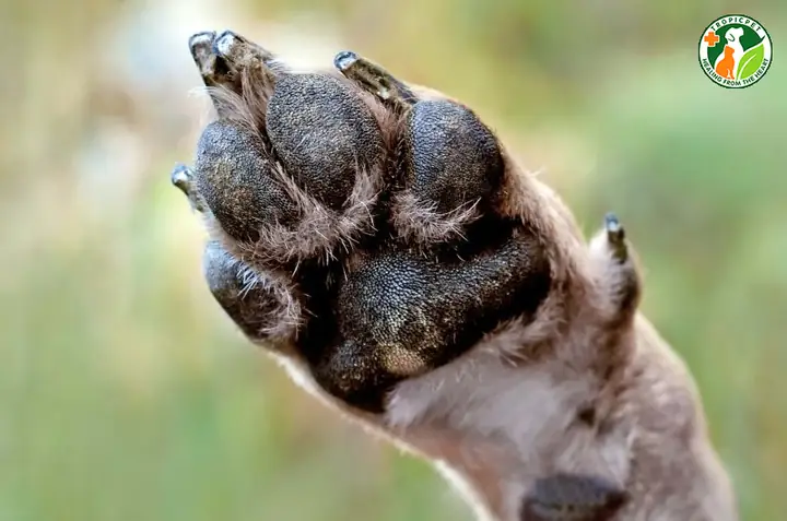 Huyền Đề Là Gì? Có Tác Dụng Gì?