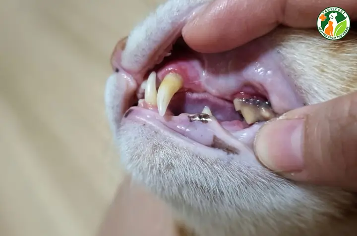 Mèo Bị Hôi Miệng Có Nguy Hiểm Không? Mèo Bị Hôi Miệng Có Nguy Hiểm Không?