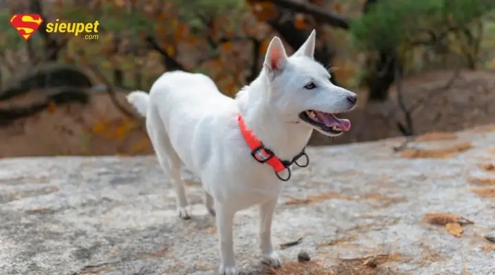 Chó Jindo Giá Bao Nhiêu? Bảng Giá Mới Nhất 2025 Chó Jindo Giá Bao Nhiêu? Bảng Giá Mới Nhất 2025