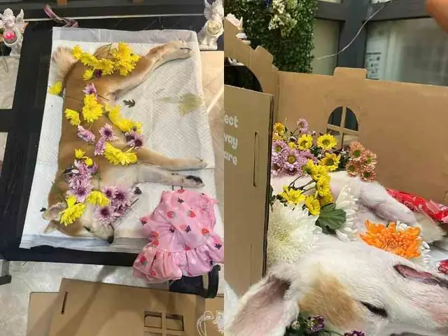 Chó Trước Khi Chết Sẽ Làm Gì? Chó Trước Khi Chết Sẽ Làm Gì?