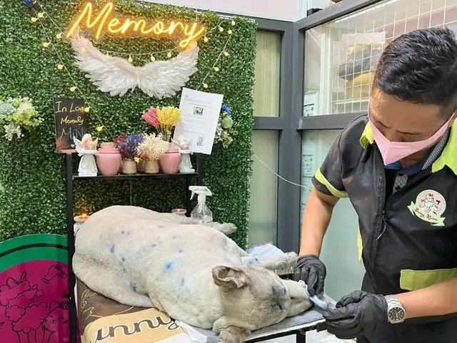 Linh Hồn Của Chó Sau Khi Chết Sẽ Đi Về Đâu? Linh Hồn Của Chó Sau Khi Chết Sẽ Đi Về Đâu?