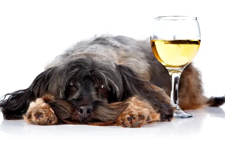 Rượu Và Bột Bánh Chưa Nướng