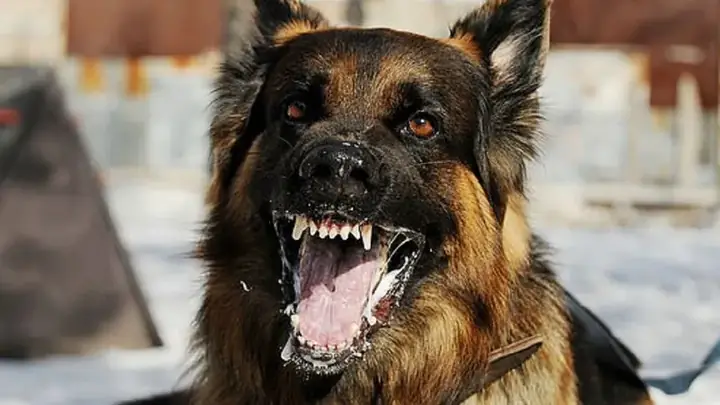 Chó Không Bị Dại Cắn Có Sao Không?