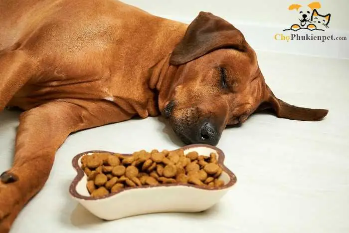 Một Số Lưu Ý Khi Chó Không Chịu Ăn Uống