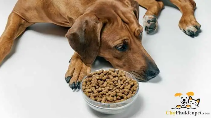 Cải Thiện Bữa Ăn Cho Chó Không Chịu Ăn Cơm Chỉ Ăn Thịt