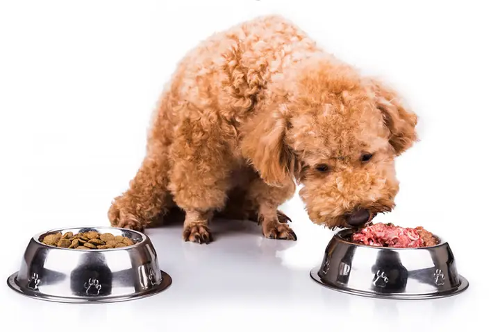 Chó Không Chịu Ăn Hạt: Nguyên Nhân Và Cách Khắc Phục Hiệu Quả