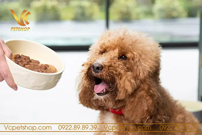 Chó Poodle Không Chịu Ăn Hạt – Nguyên Nhân Và Cách Khắc Phục Hiệu Quả
