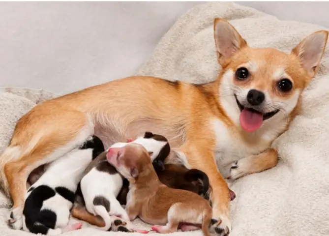 Chó Không Có Bầu Mà Có Sữa