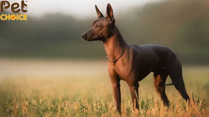 Chó Không Lông Là Gì? Chó Không Lông Là Gì?