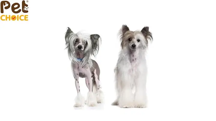 Chó Chinese Crested (chó Có Mào Trung Quốc) Chó Chinese Crested (chó Có Mào Trung Quốc)