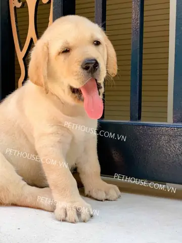 Nguồn Gốc Chó Tha Mồi Lab