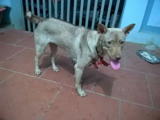 Chó Phú Quốc Lai Husky