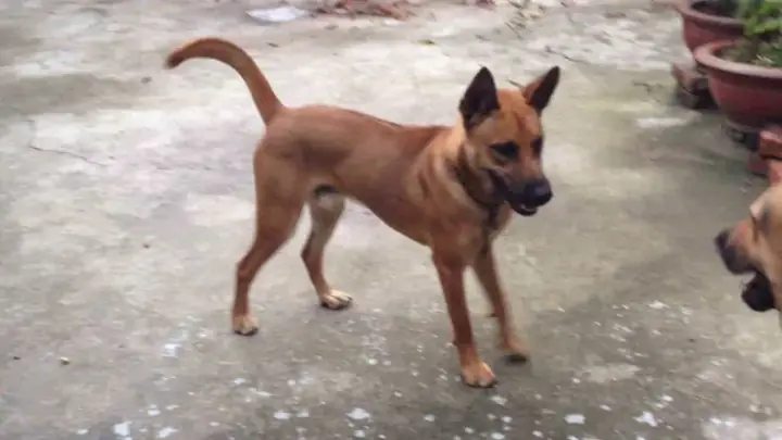 Chó Phú Quốc Lai Chó Ta