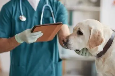 Chế Độ Dinh Dưỡng Cho Chó Labrador