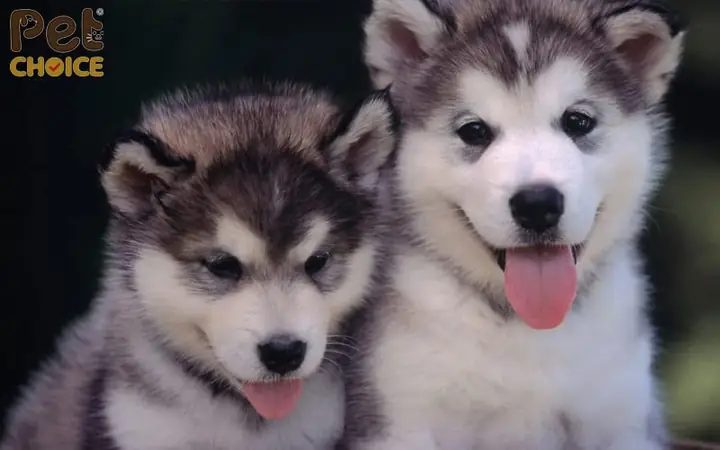 Chó Alaska Lai F1 Là Gì? Chó Alaska Lai F1 Là Gì?
