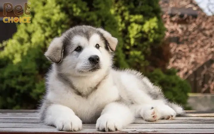 Kinh Nghiệm Mua Chó Alaska Lai F1 Giá Rẻ
