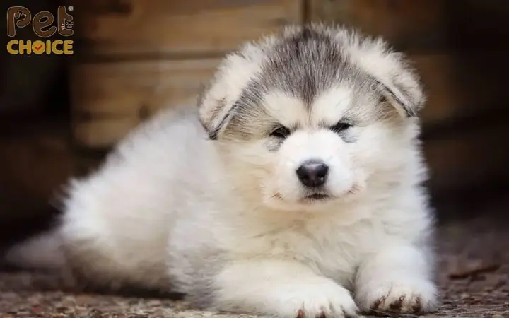 Nhược Điểm Của Chó Alaska Lai F1 Giá Rẻ Dưới 1 Triệu Nhược Điểm Của Chó Alaska Lai F1 Giá Rẻ Dưới 1 Triệu